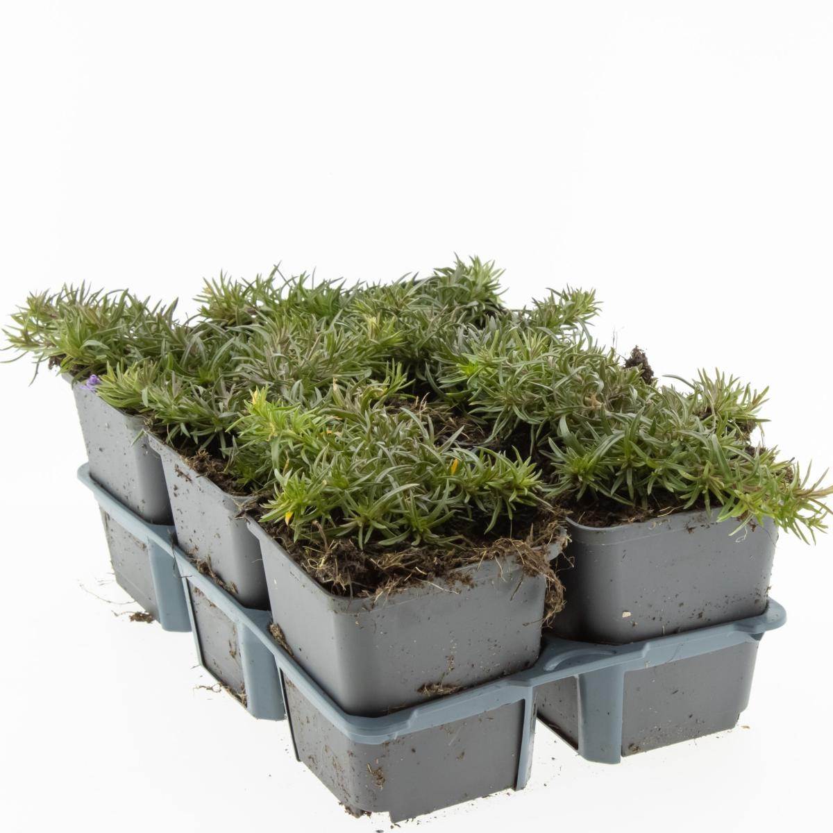 Phlox (S) 'Scarlet Flame', D 9