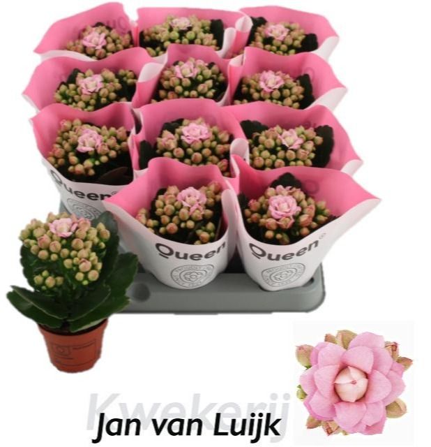 Lillian 6cm, D 6 cm Lillian 6cm, D 6 cm
