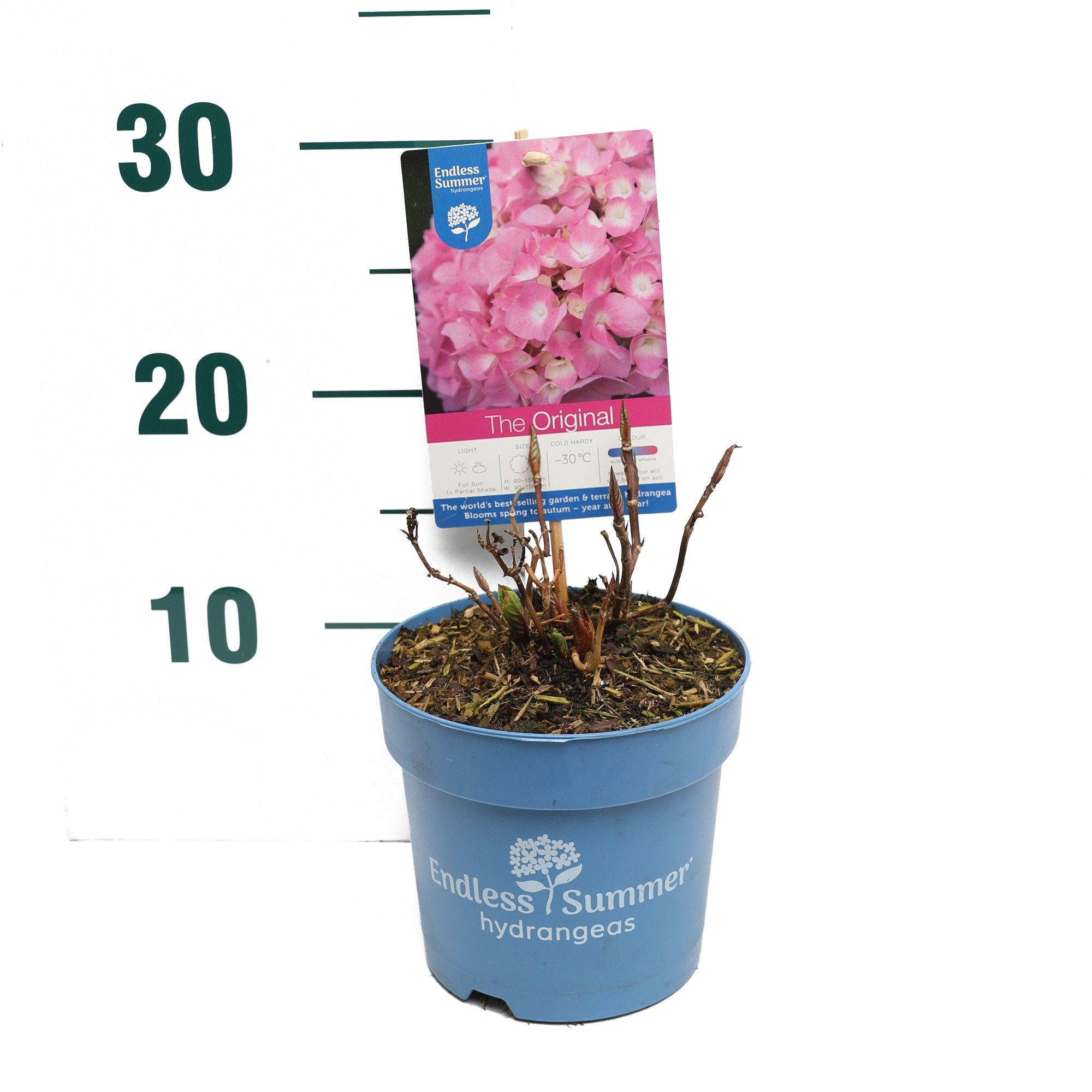 Hydrangea 'The Original Pink' - P14 - Endless Summer, D 14