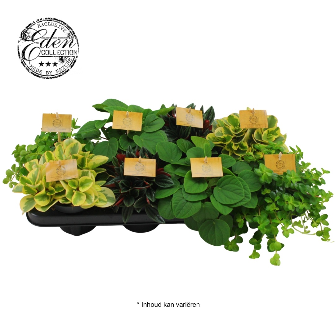 Peperomia gemengd 10,5cm, D 10,5 cm