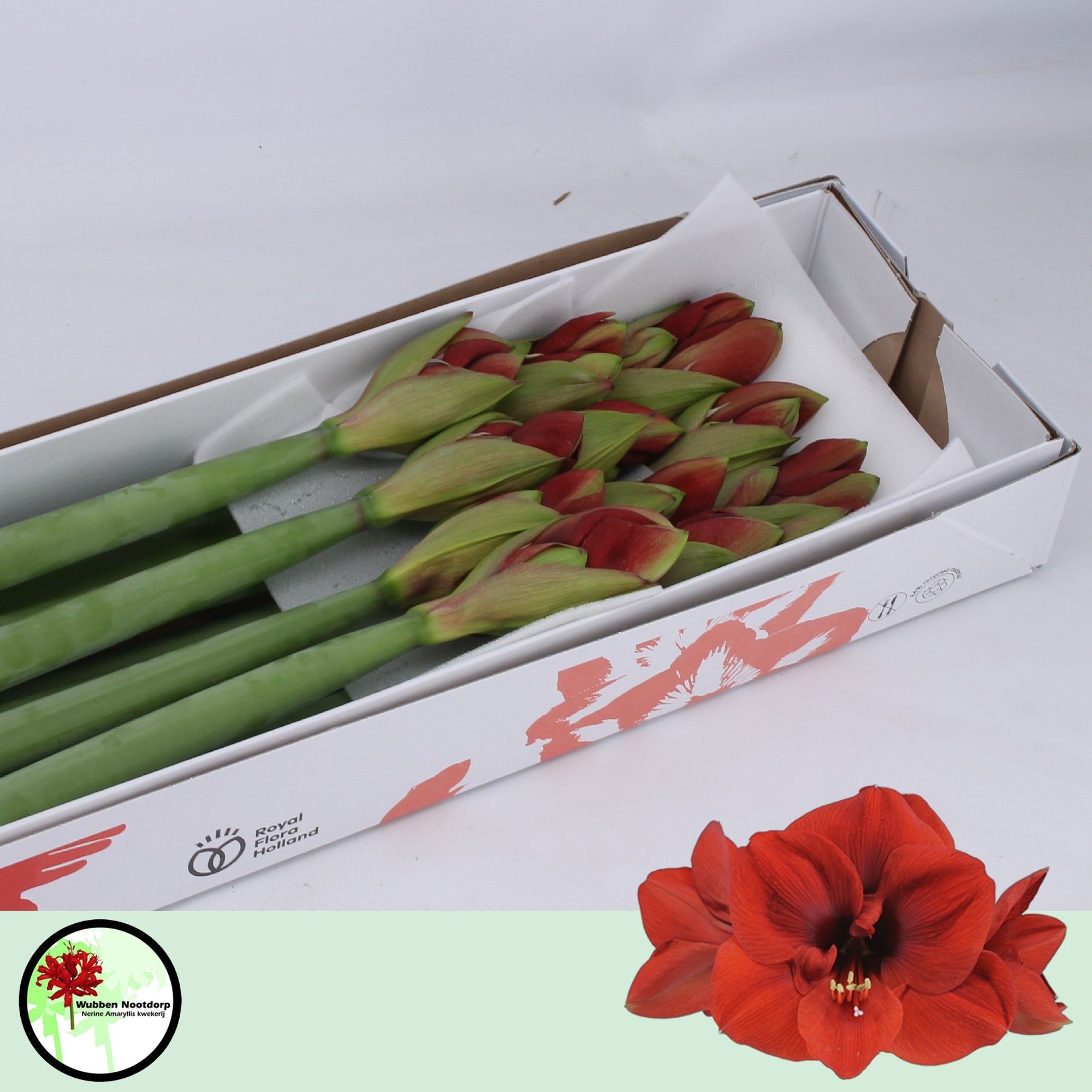 Амарилис Феррари (красн.) x12, шт.