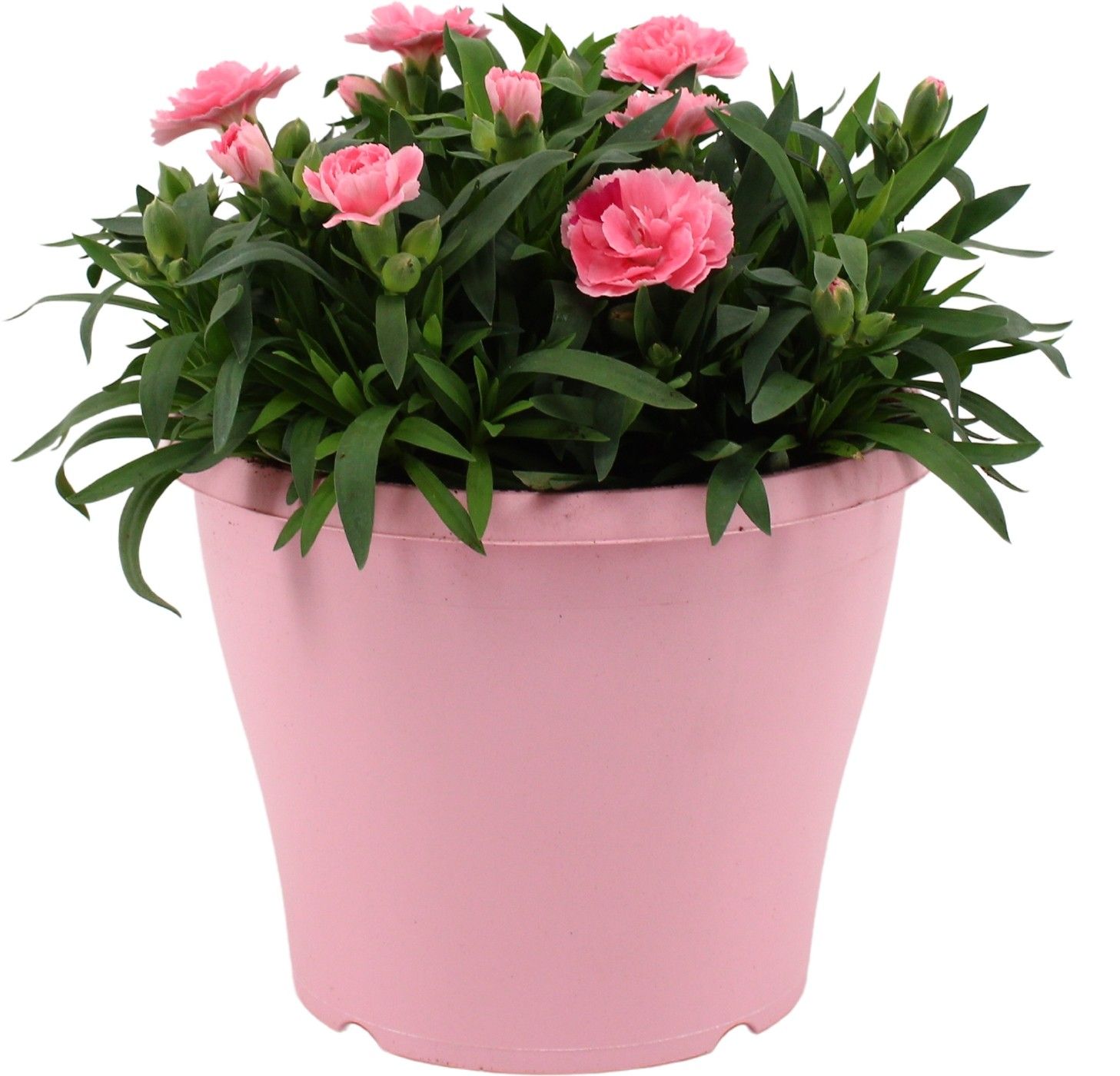 Hello Spring Dianthus Oscar in 19 cm Terras pot Roze, D 19