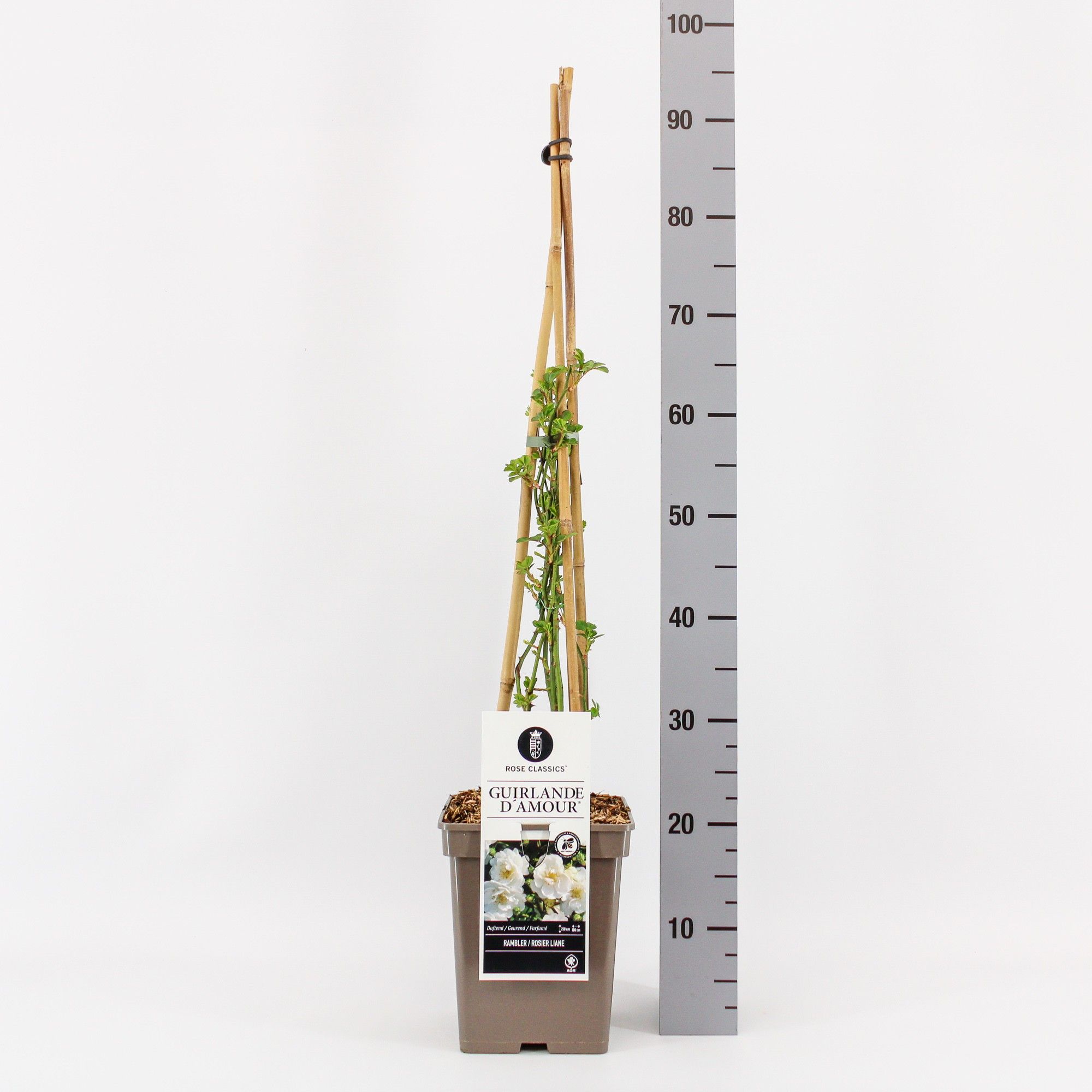 Rosa Rambler Ghislaine de Féligond, C5, 4 stok 90cm, D 23