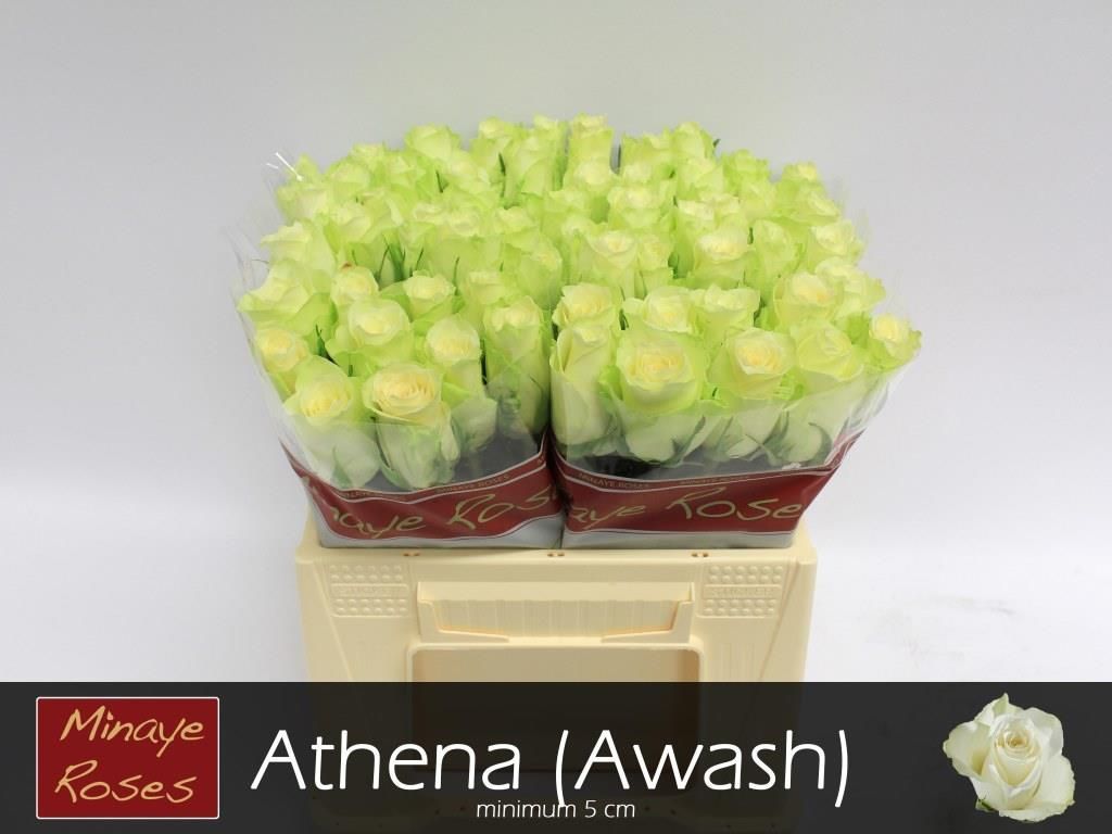 Роза од. Атена 35, шт.