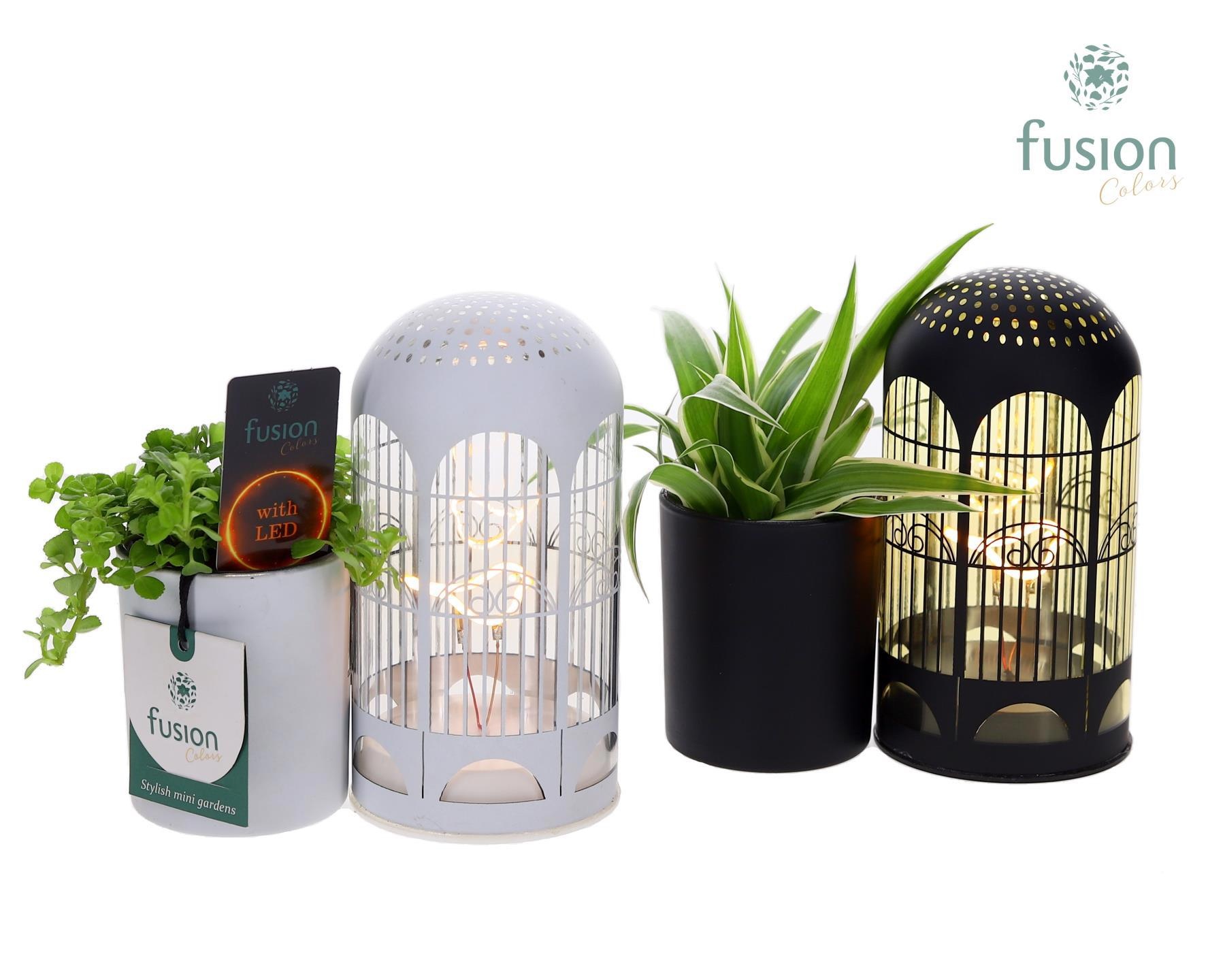 LED Lichtbal Vogels glazen planter met Groenen planten, D 17