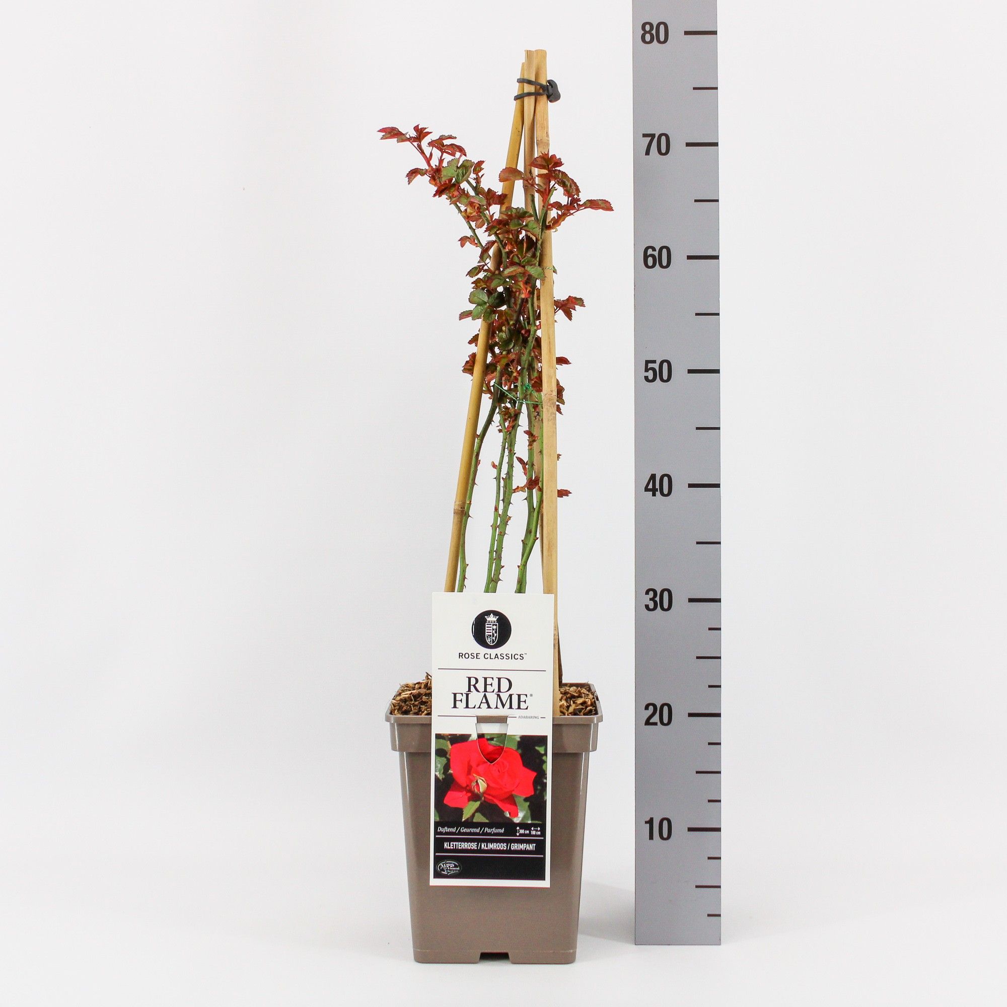 Rosa (K) Red Flame ®, C5, 4 stok 90 cm, D 23