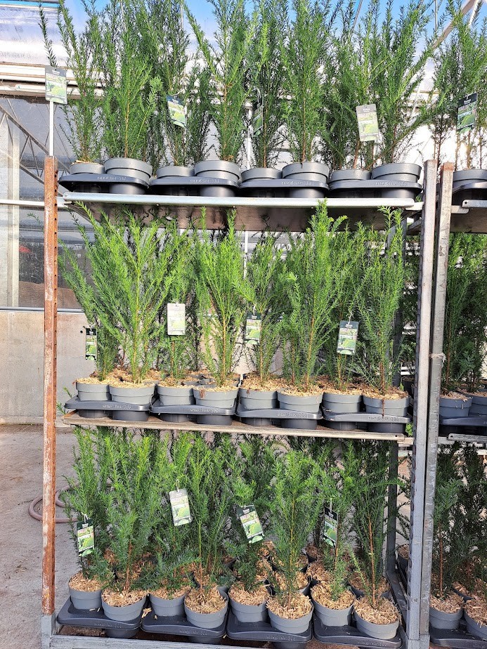 Taxus baccata - C2, D 17