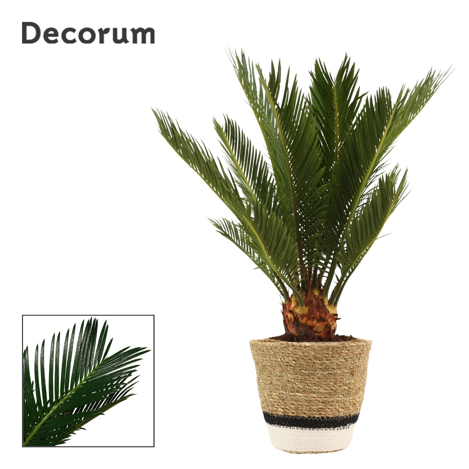 Cycas revoluta 12 cm, 6+ veren in Hanoi mand wit (Deco-coll.), D 12 cm Cycas revoluta 12 cm, 6+ veren in Hanoi mand wit (Deco-coll.), D 12 cm