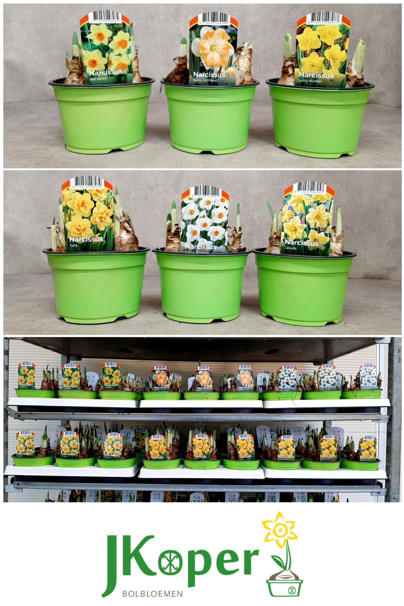 Grootbloemige Narcissen 14 cm - 6 soorten gemengd op de laag, D 14