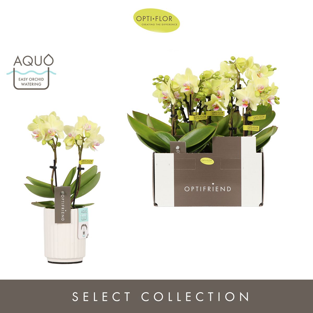 Optifriend Lena 2 spike in Molise White Aquo, D 7 cm