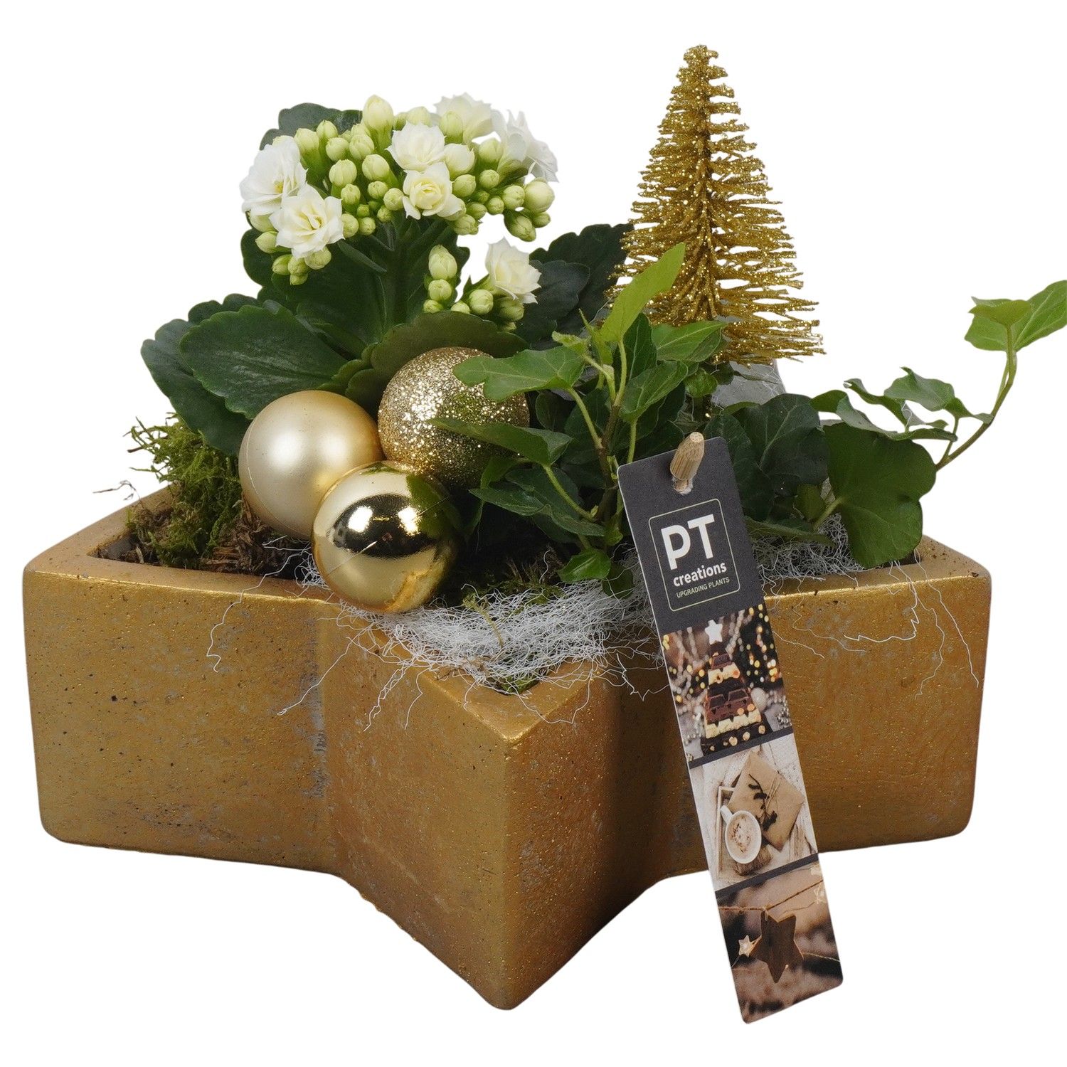 PTCHG5651 Arrangement Christmas Gold in beton pot, D 20 cm