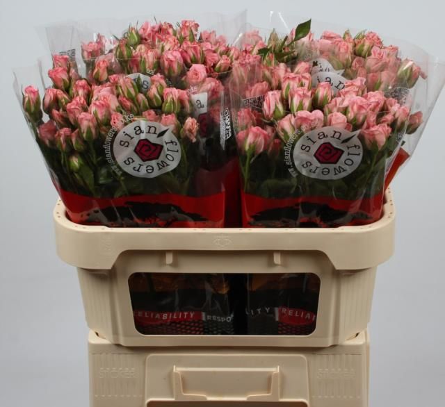 Роза куст. Овериг 70, шт.