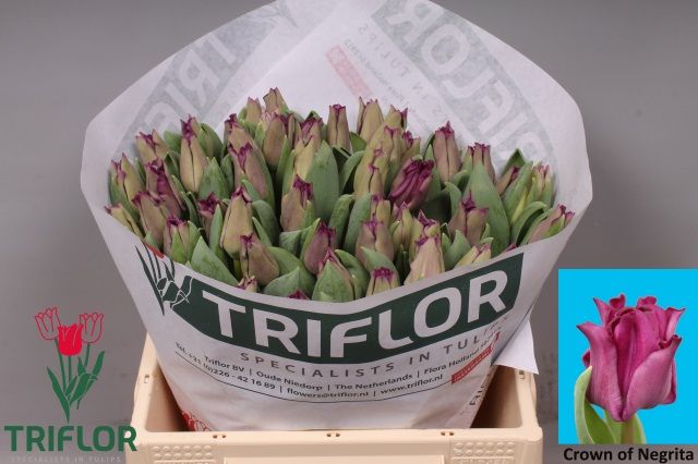 Тюльпан Краун Негрита, шт. Тюльпан Краун Негрита, шт.