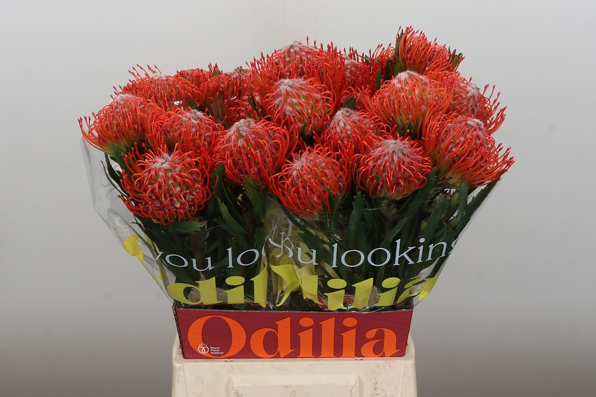 Нутанс Танго 50 (красн.), шт.