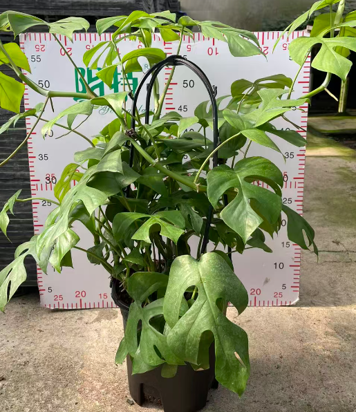 Алоказия Галлон Феилаи Фенг (Джигуибеи) 20 55