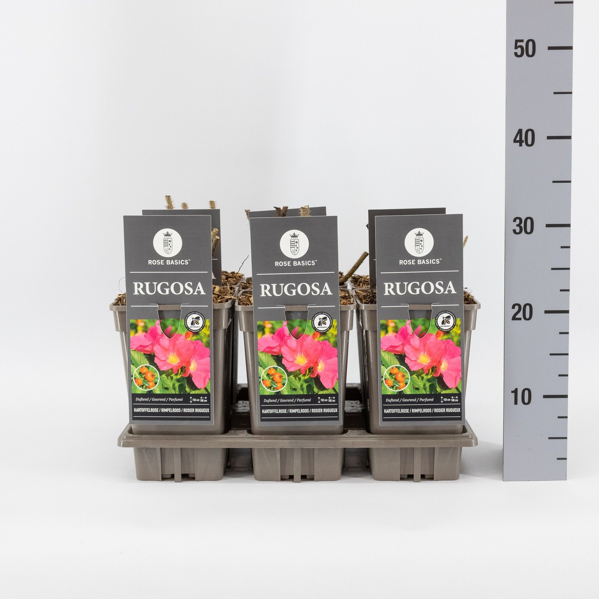 Rosa rugosa, C3, D 17