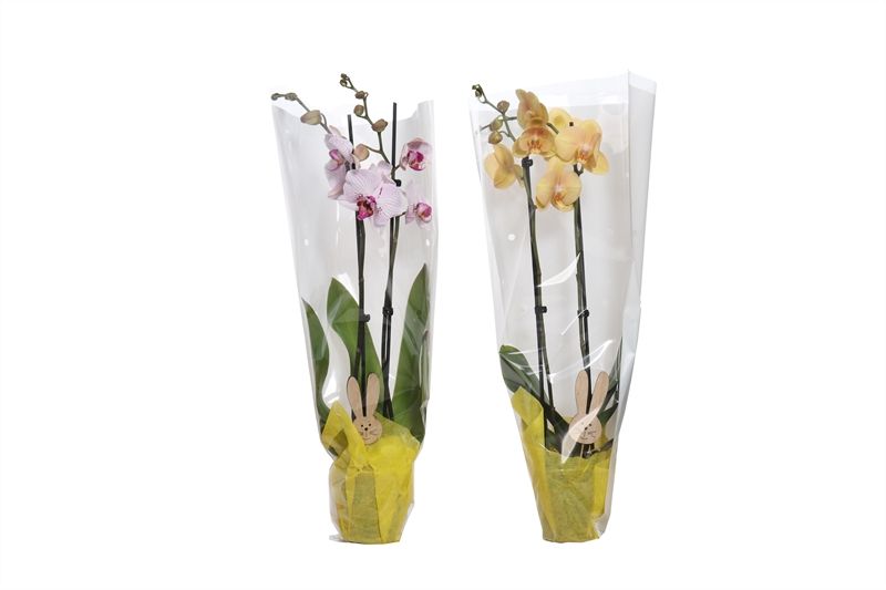 Phal mix 2T14+ in white sleeve, D 12