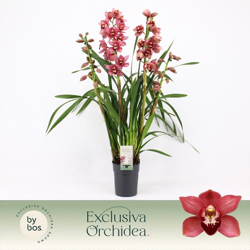 Cymbidium, Jolly Red 4-spike P14 'Exclusiva Orchidea', D 14