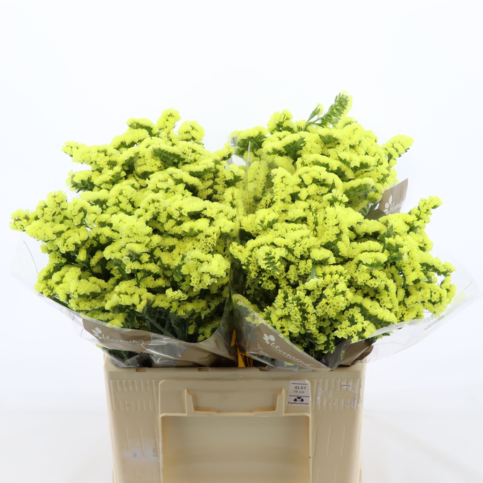 Статица Глосси Вингз 60, шт.