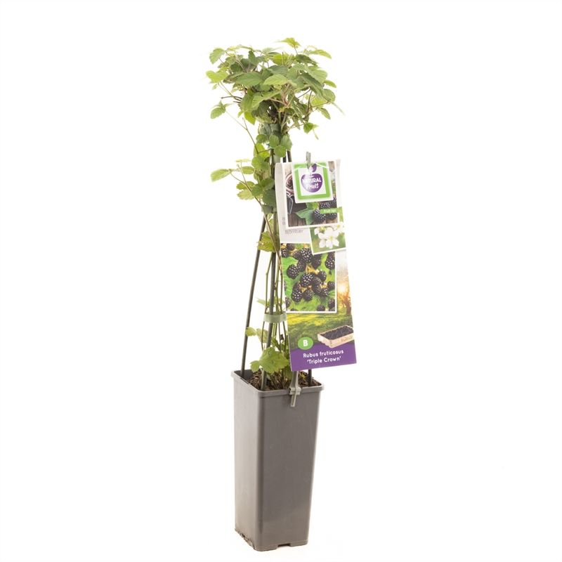 Rubus fruticosus Triple Crown Doornloze braam, D 11