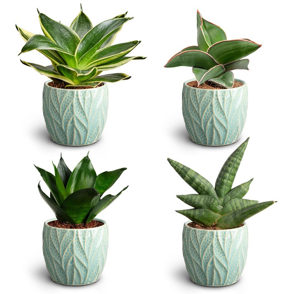 SANSEVIERIA EHRENBERGII 30680435 Leaf Ocean Dwarf, D 7 cm SANSEVIERIA EHRENBERGII 30680435 Leaf Ocean Dwarf, D 7 cm