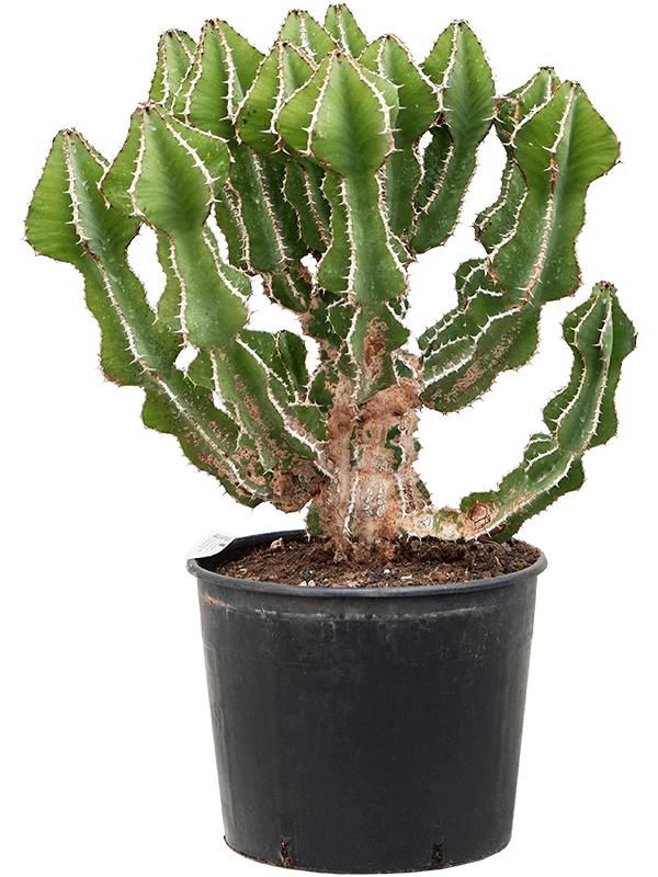 Euphorbia fortissima (90-100), D 30