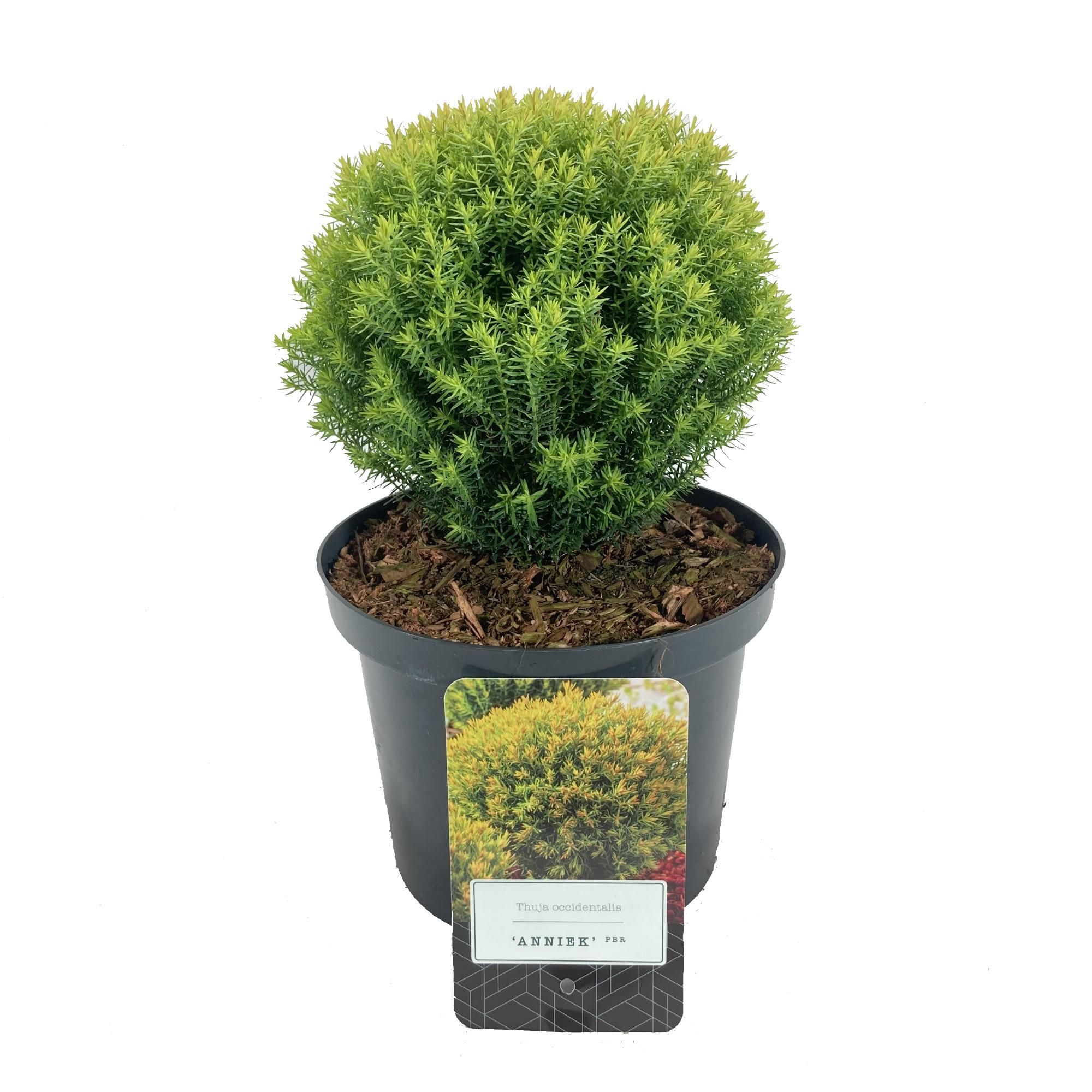 Thuja occidentalis 'Anniek' PBR, D 18