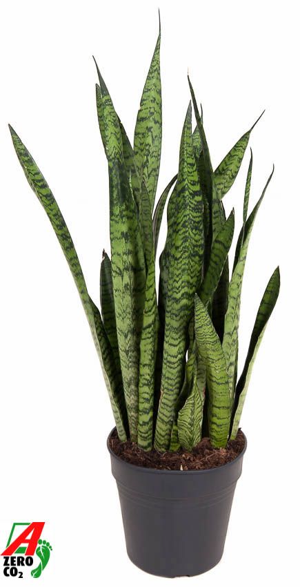 Sansevieria Zeylanica P24, D 24