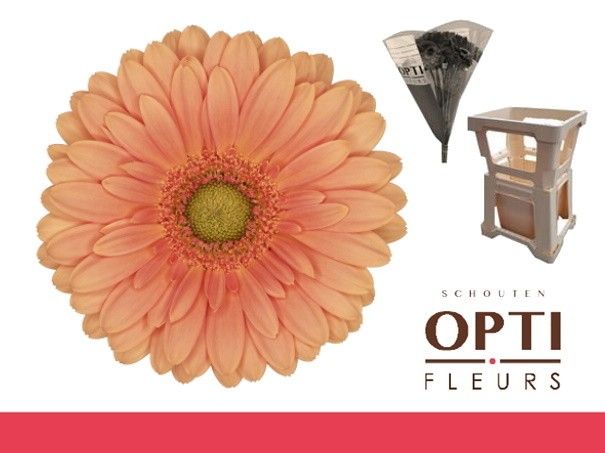 Гермини Кава, шт.