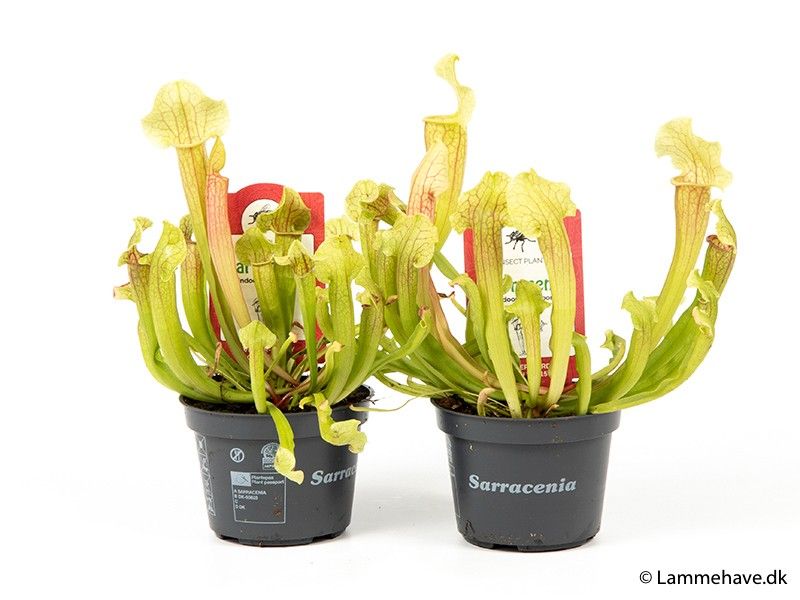 SARRACENIA LEUCOPHYLLA 119 'Ohio', D 9