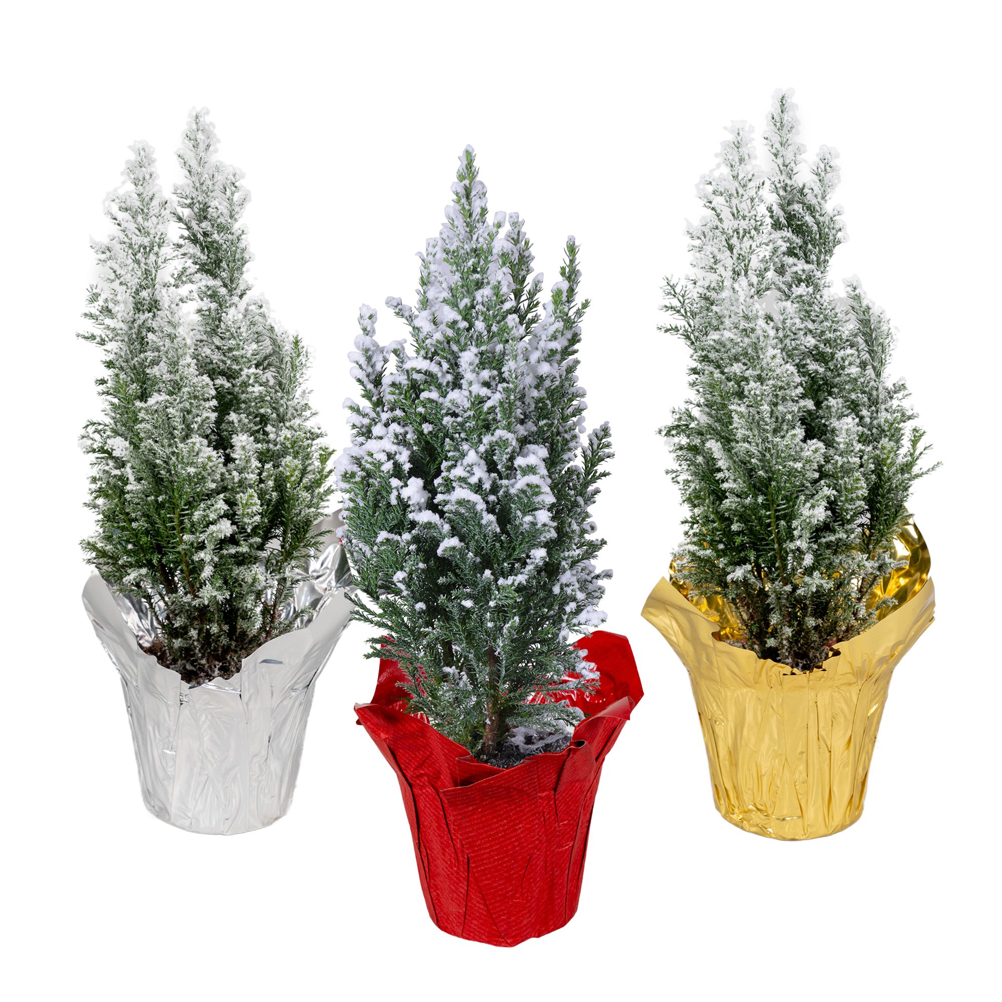 Ellwoodii sneeuw + fastwrap mix, D 9