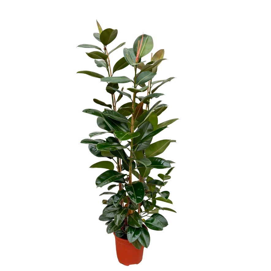 Ficus Elastica Robusta toef - 200cm - 3PP, D 35
