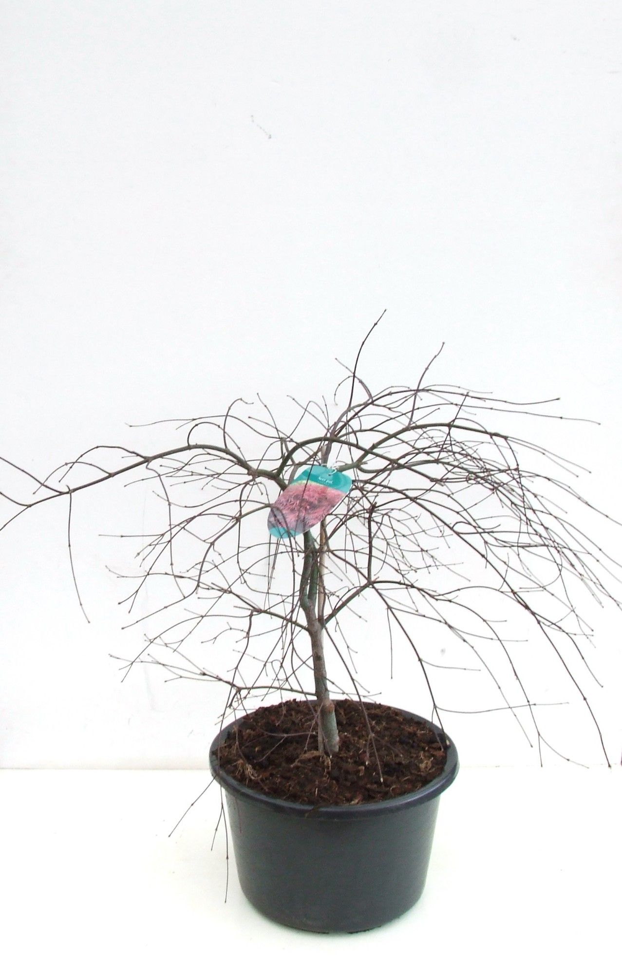 Acer palmatum 'Garnet' P38 Full CC, D 38