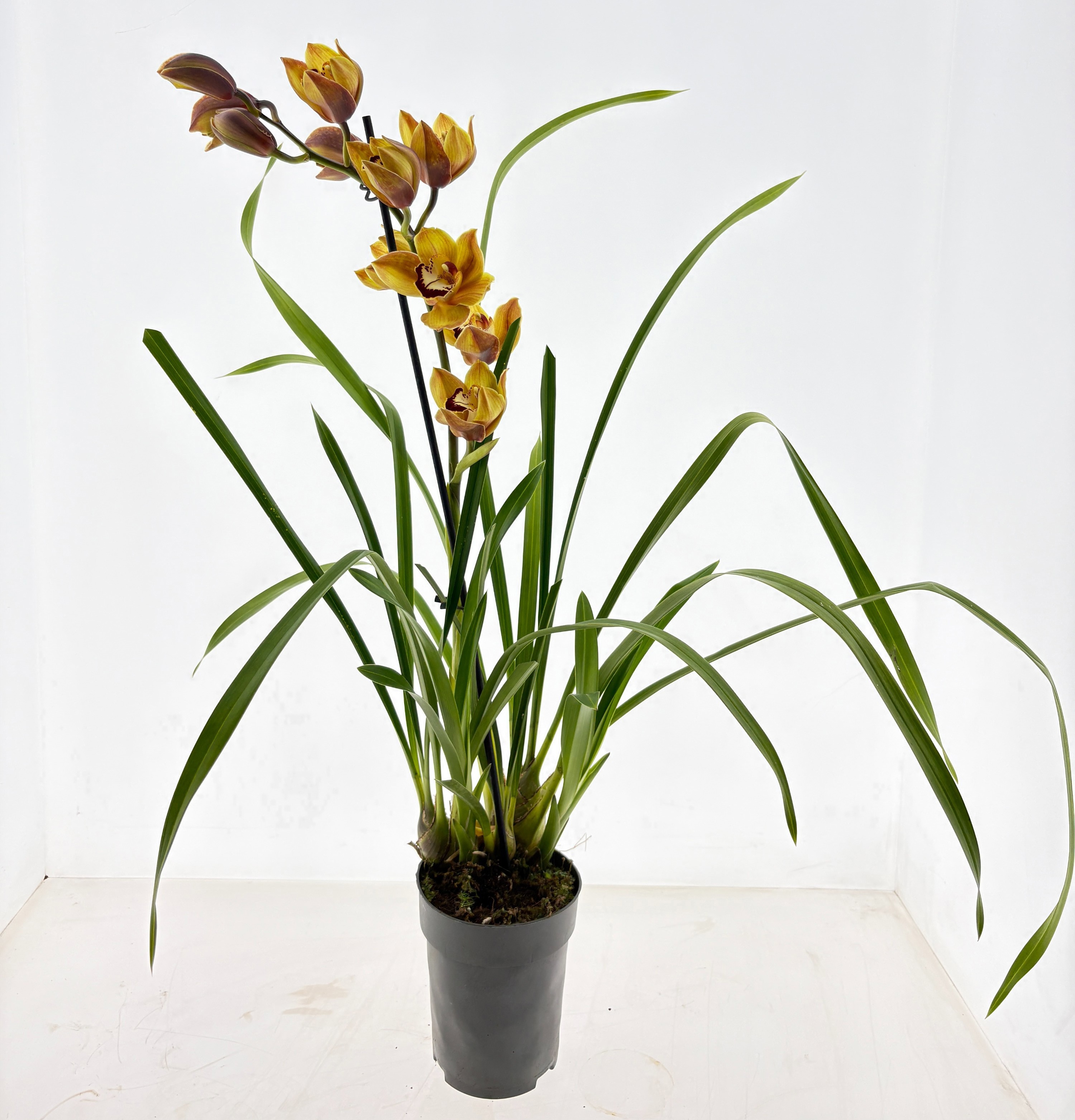 Cymbidium 1-tak Geel grootbloemig, D 15