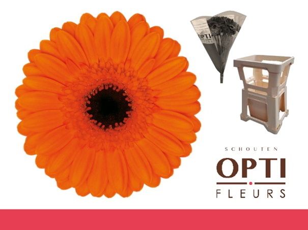 Гермини Карамба, шт.