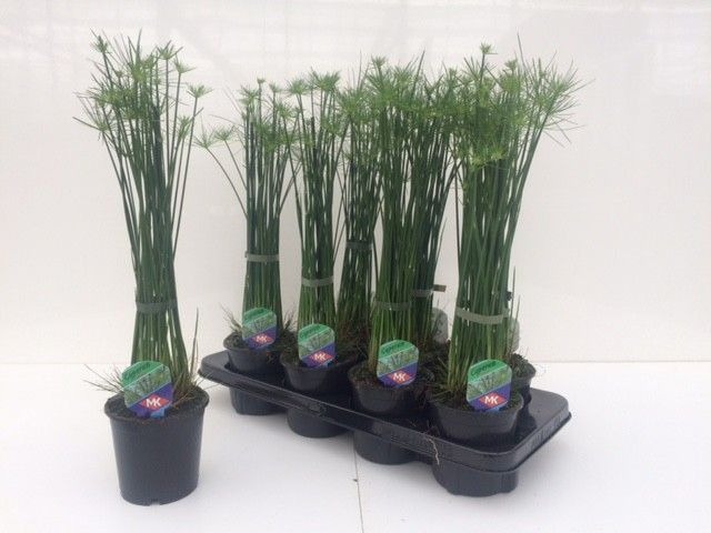 Cyperus haspan, D 12