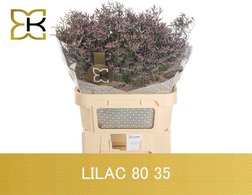 Лимониум Сафора Лилак 80 (фиолет.), шт.