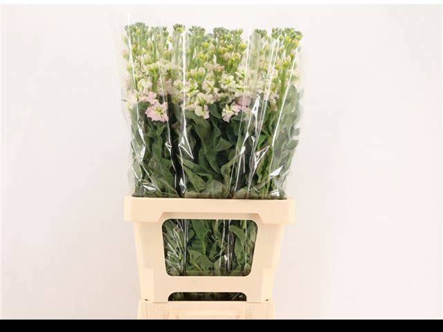 Маттиола од. Овериг 70, шт.