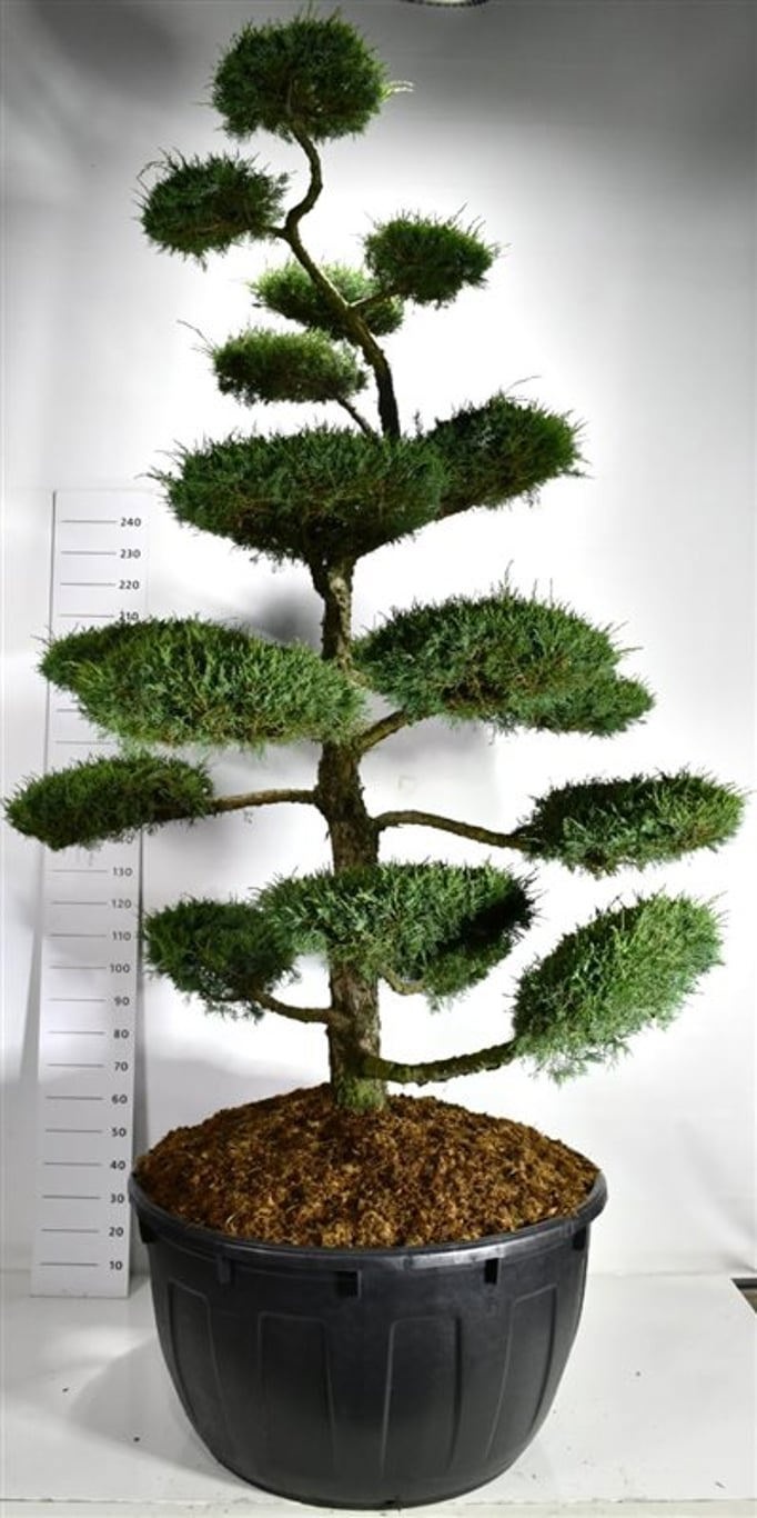 Juniperus media 'Hetzii', D 110