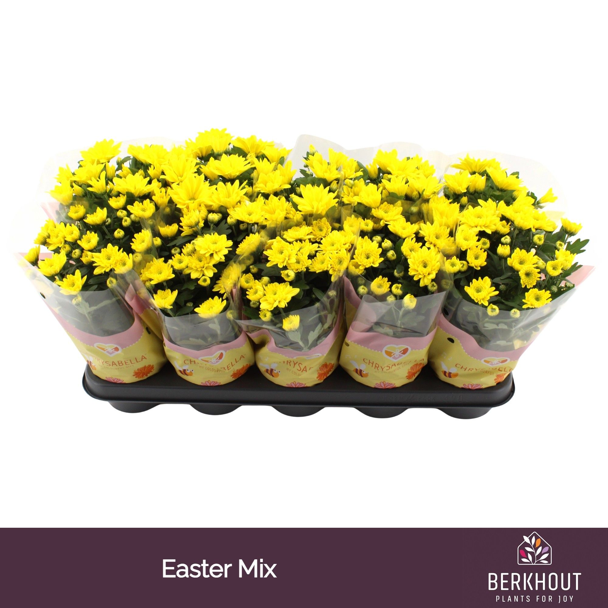 Chrysant Paas mix, D 12