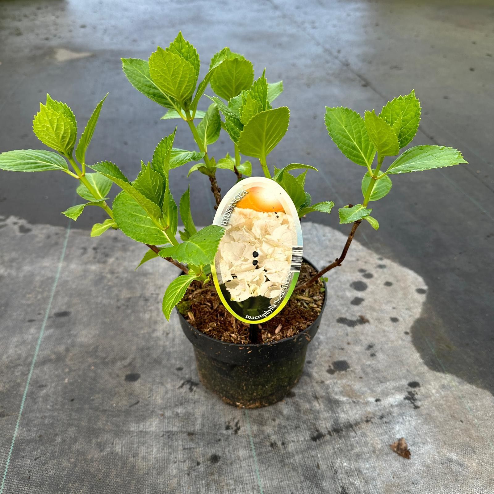 Hydrangea macr. 'Soeur Therese', D 17 cm