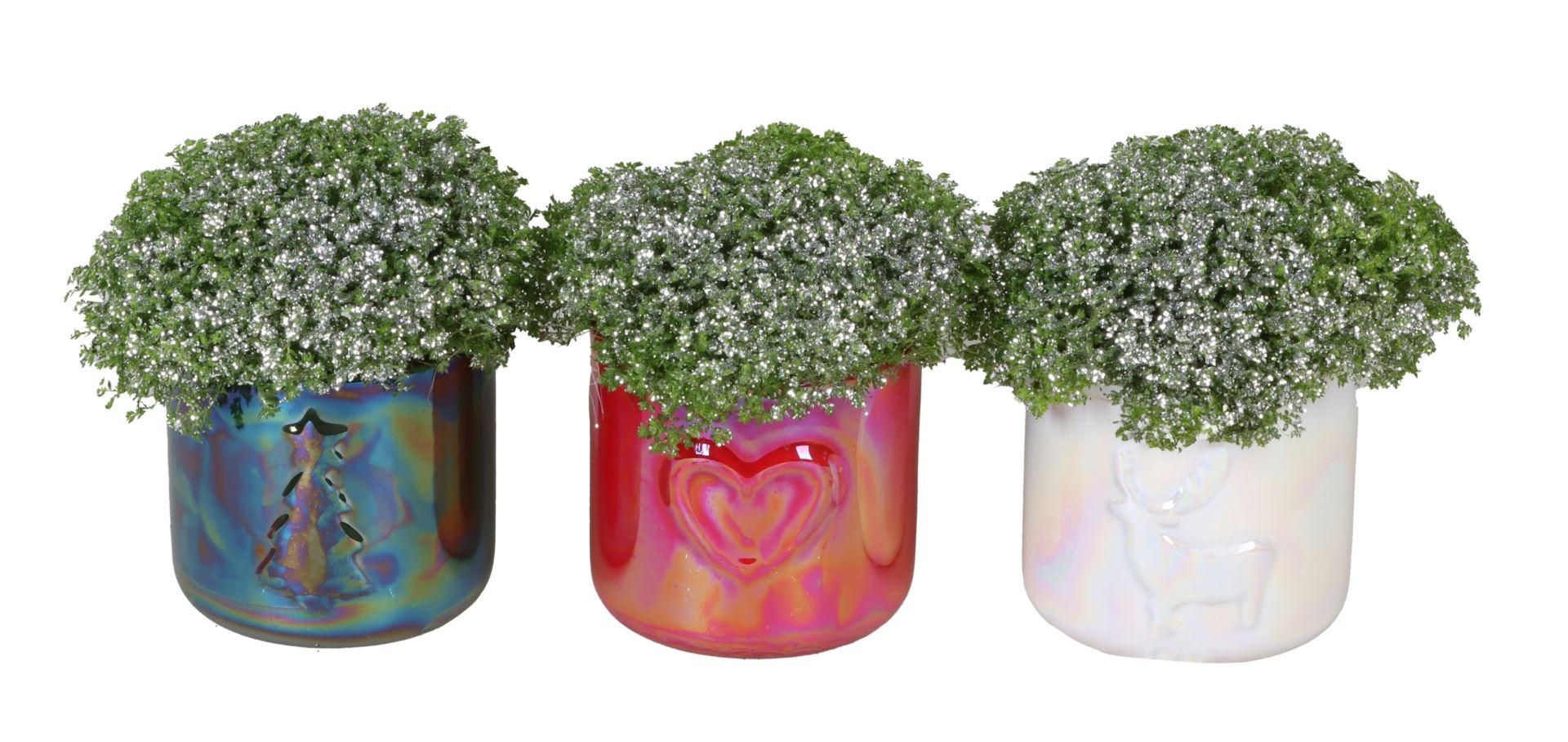 L 66430 With Selaginella Apoda Glitter 6 cm, D 6 cm