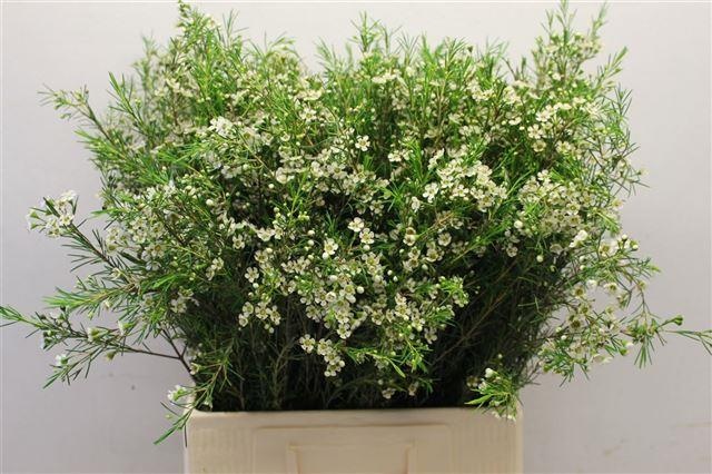 Шамелациум Вайт Стар 70, шт.