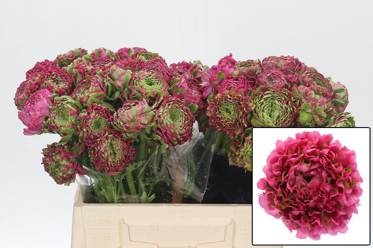 Ранункулус Пон Пон Фэнни 40, шт.