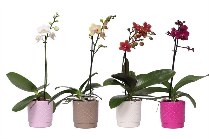 Sarah p09 mix Phal mix 1T07+, D 9 cm