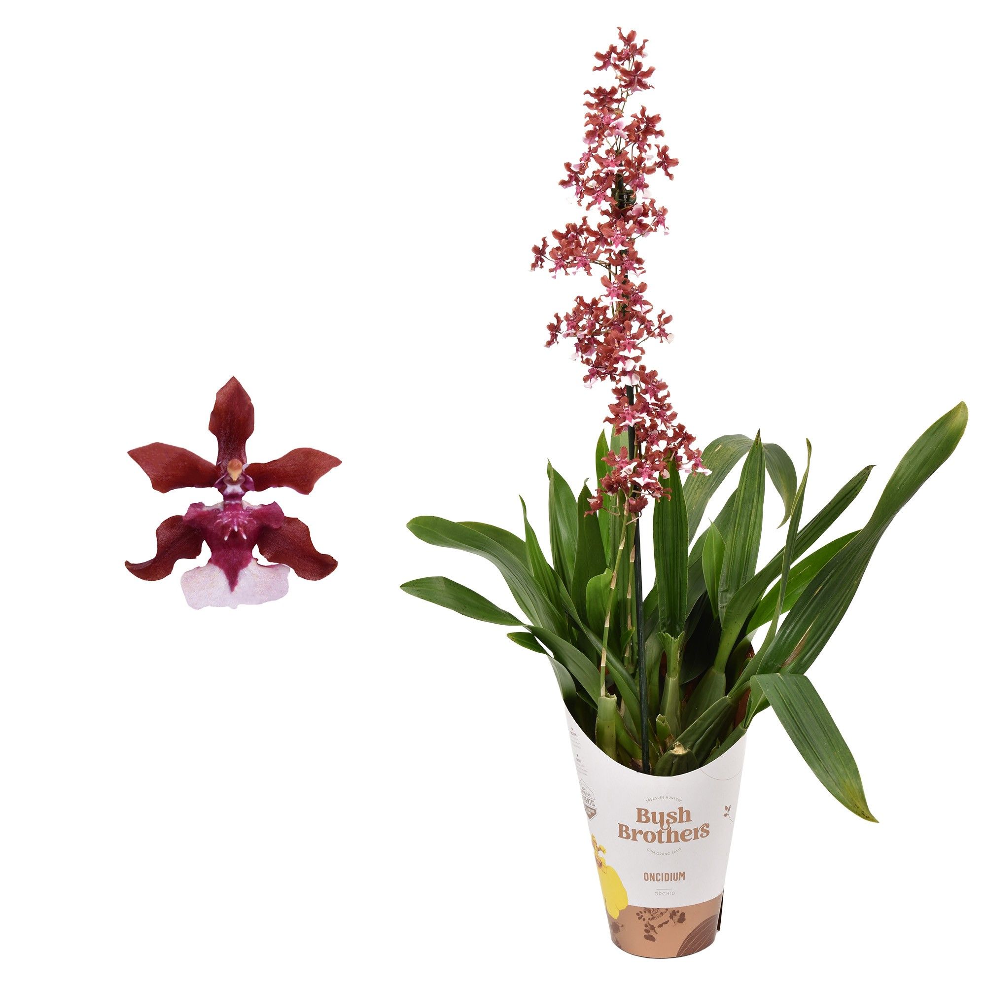 Oncidium 'Cherry Baby' 1 tak 12 cm met blad spikel, D 12