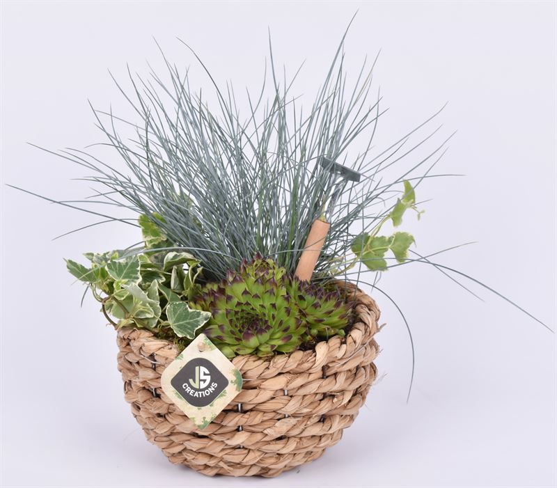 Mais mand 18cm, D 18