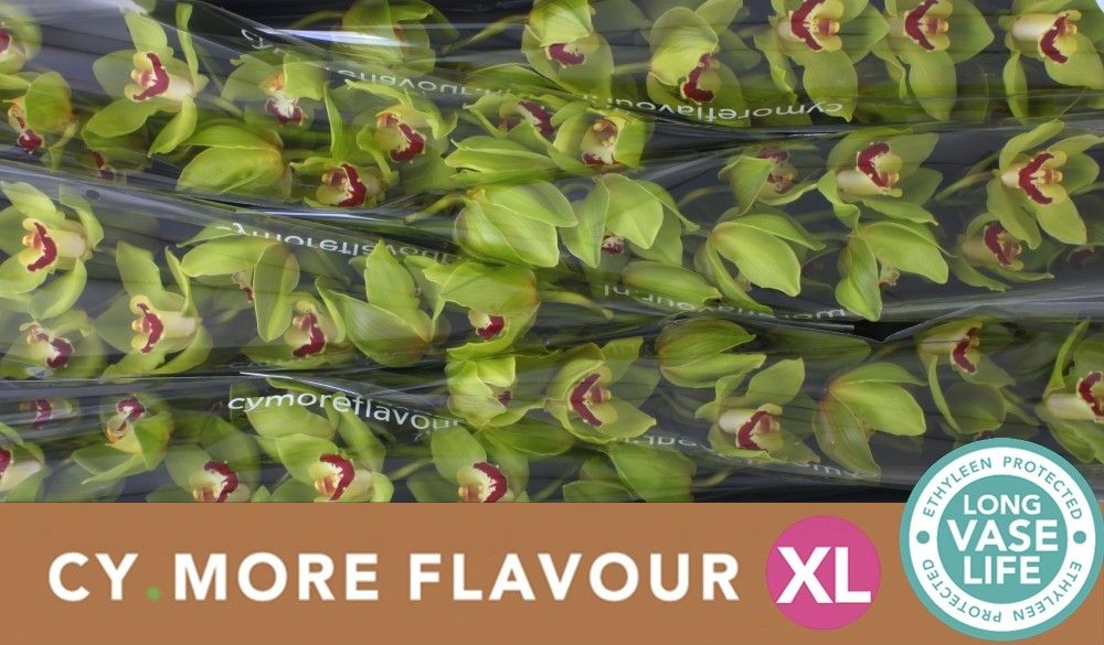 Цимбидиум Грин Чойс x6 80, шт.