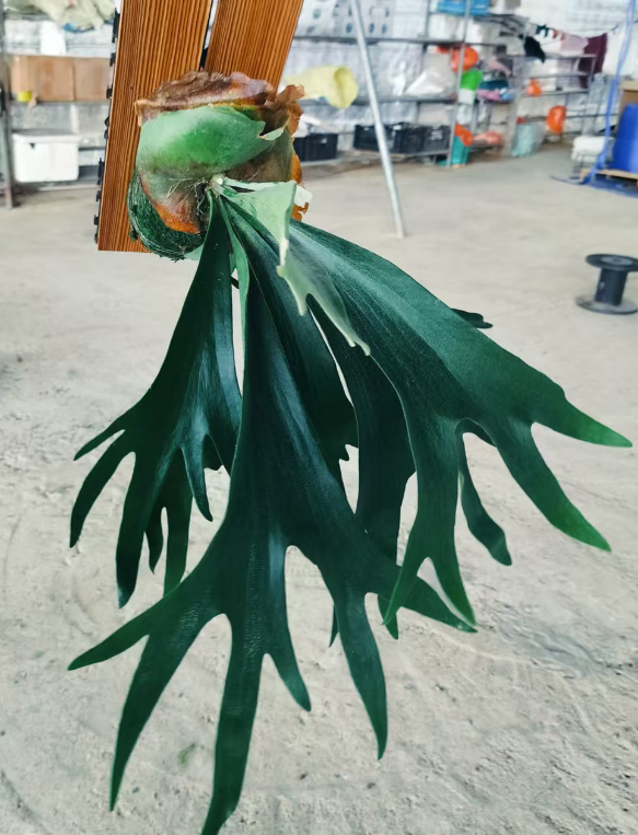 Блечнум ориентале Лардж Стагхорн Папоротник 15 45