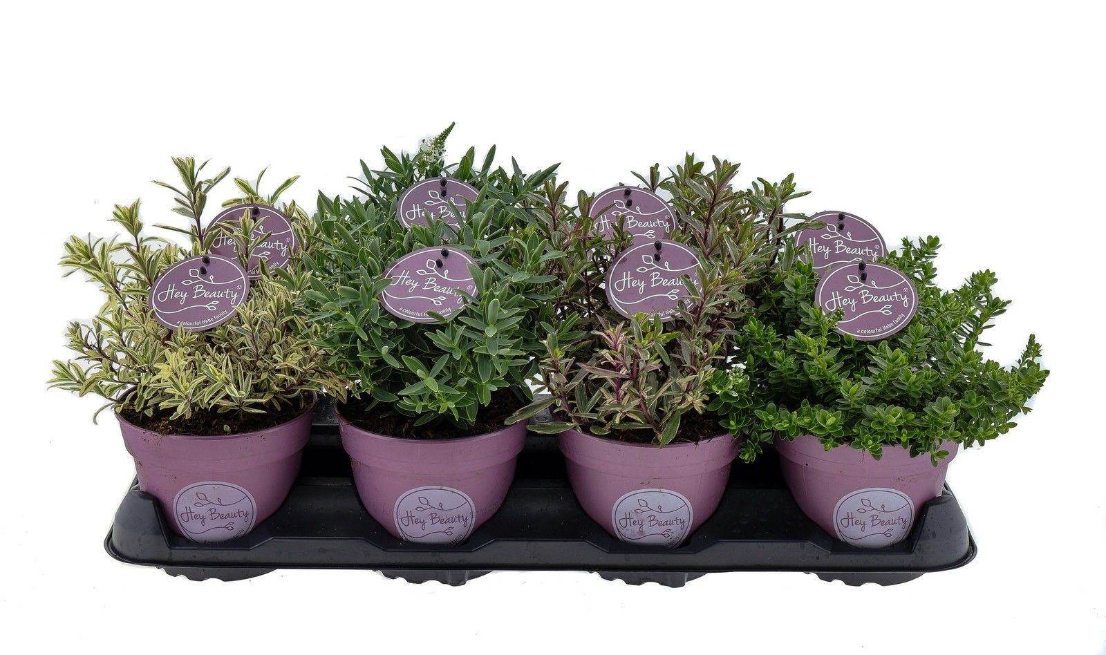 Hebe Hey Beauty, D 13